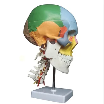 Krāsas Funkcija Galvaskausa dzemdes Kakla Skriemeli ar Nerviem Anatomijas Didaktiskie Modeļi Dabisko Dzīves Izmēra
