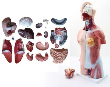 Anatomijas modelis cilvēku viscerālo orgānu cilvēka anatomija